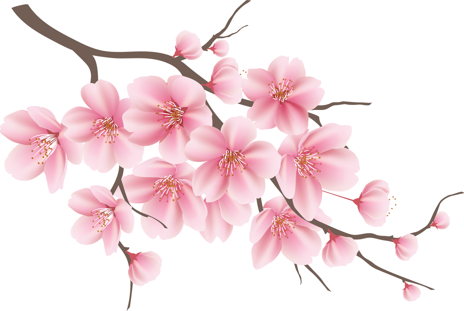 Japanese  cherry blossom flower